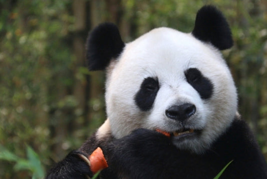 Meet Juxiao: The Panda Mom Who Made History with Triplets! 🐼