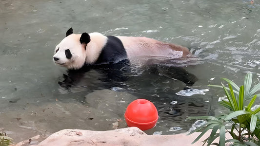 Can Pandas Swim?-Panda Design