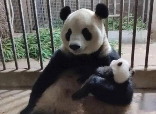 Meet Lanxiang: The Beloved Giant Panda Raising Twins Against All Odds