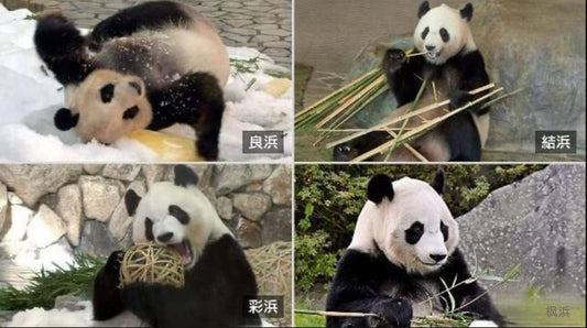 Pandas with “Bangs”: Japan’s Beloved Panda Family Returns Home to China