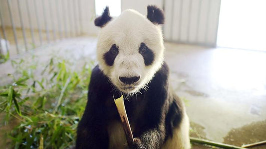 Pan Pan: The Grandfather of Pandas Whose Legacy Lives On