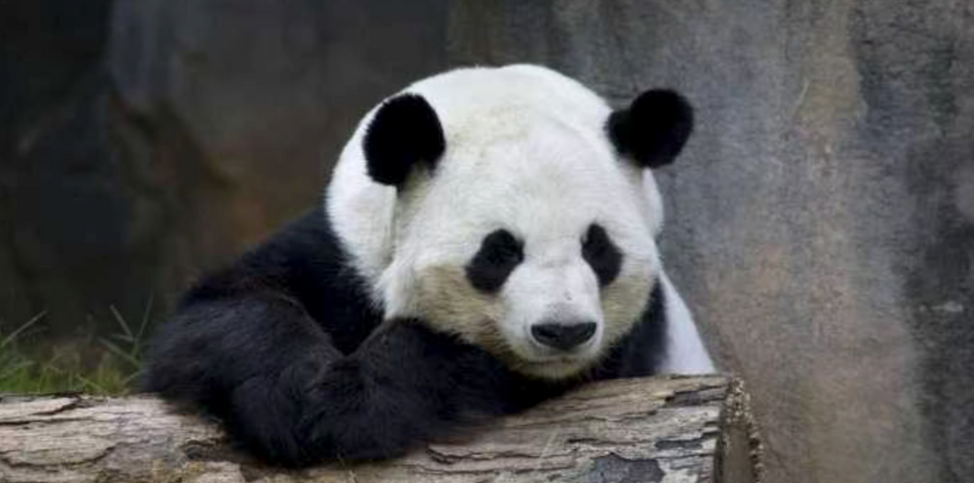 The story of panda Yangyang