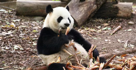 The story of panda Xilan