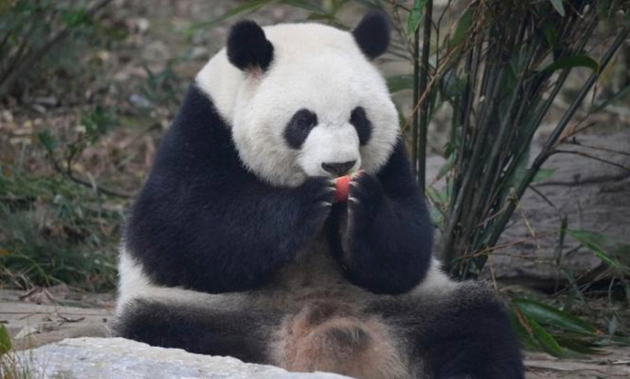 Meet Mei Lun: The Beloved Giant Panda and Her Remarkable Journey