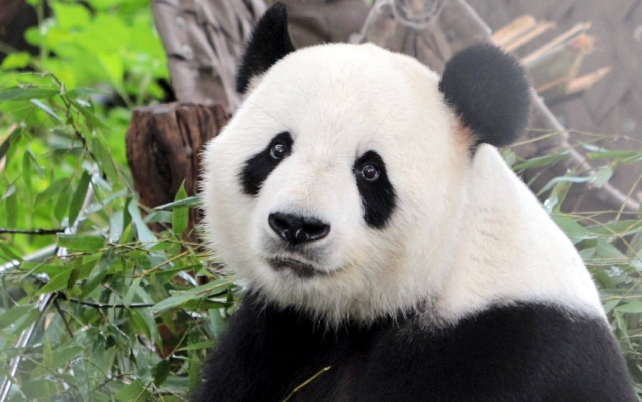 Farewell to Giant Panda Gu Gu: Remembering Our "Old Guy"