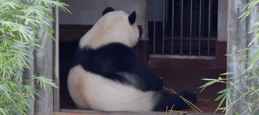 The Enigmatic Nickname: Why Pandas Are Also Known as 'Iron-Eating Monsters'