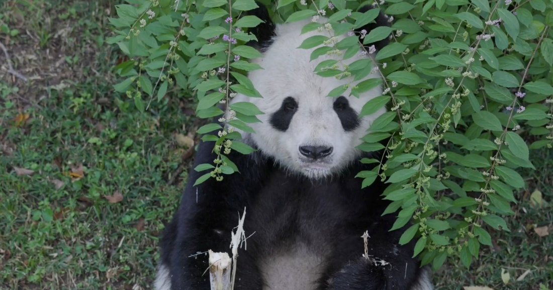 On November 8, 2023, Tiantian, Mei Xiang and their cub "Little Miracle" took a special plane from the National Zoo in Washington, D.C. to return to China