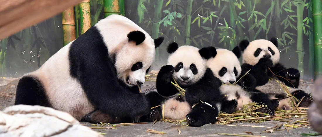 Panda Juxiao and her triplets, Mengmeng, Kuku and Shuaishuai