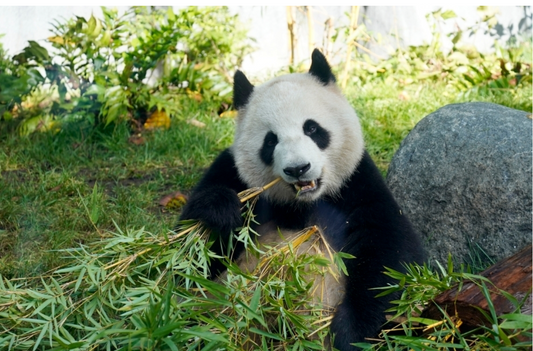 On June 26, 2024 panda Yunchuan and Xinbao  flew to the San Diego Zoo in the United States on a chartered flight, starting a 10-year international cooperation