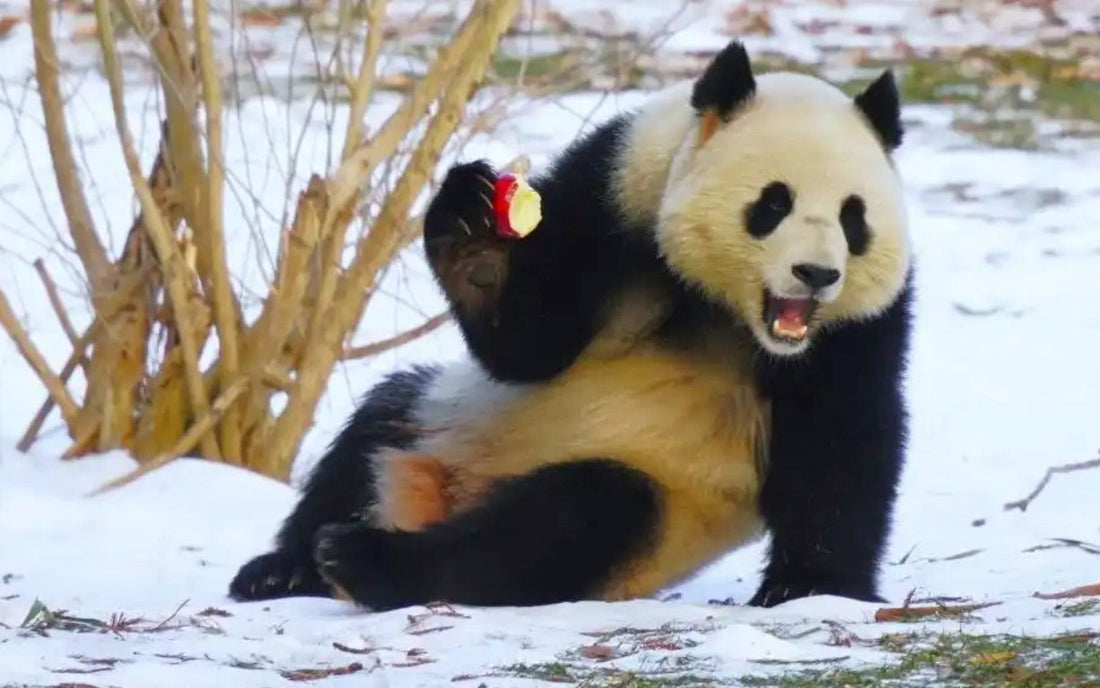 Pandas Qingbao and Baoli