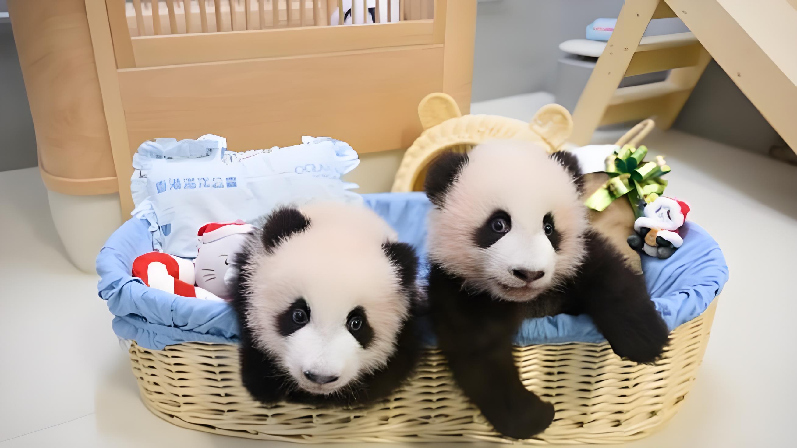 The Grand Debut of Hong Kong's First Panda Twins: A Heartwarming Spectacle