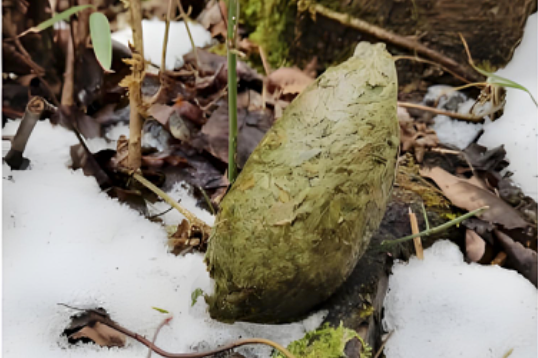 Unpacking the Scoop: The Surprising Science of Panda Poop