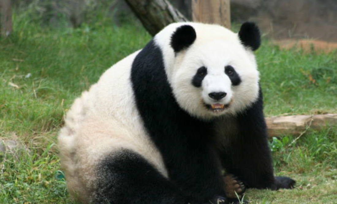 Panda Lunlun