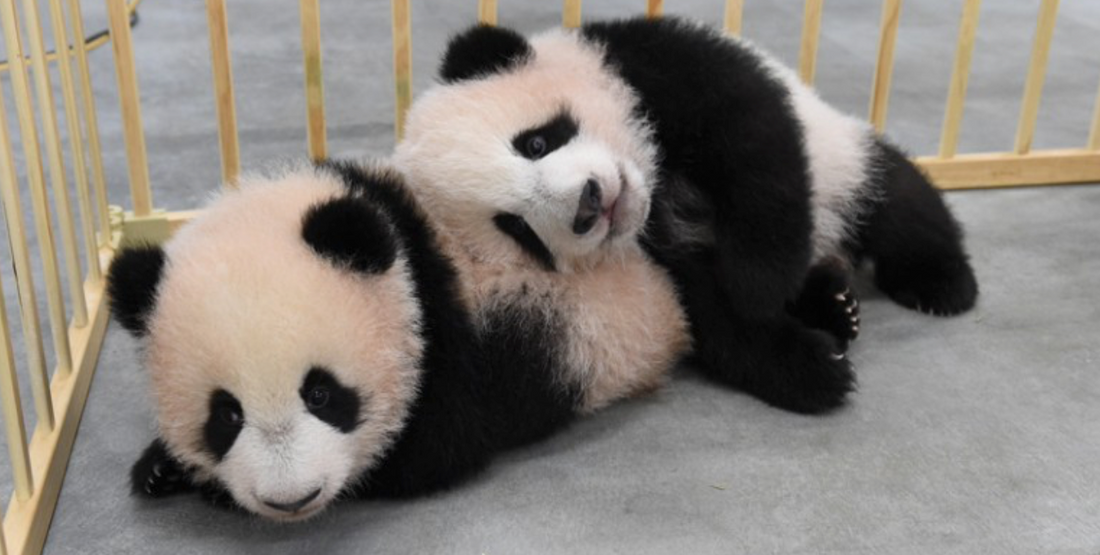 The Story Of Panda Twins -Xiao Xiao and Lei Lei