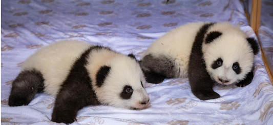 Panda Twins Menghao and Mengtian in Germany-Panda Design