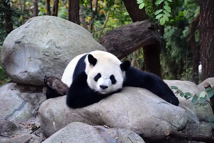 Can Giant Pandas Rock Climb? The Surprising Truth About Nature’s Fluffy Acrobats