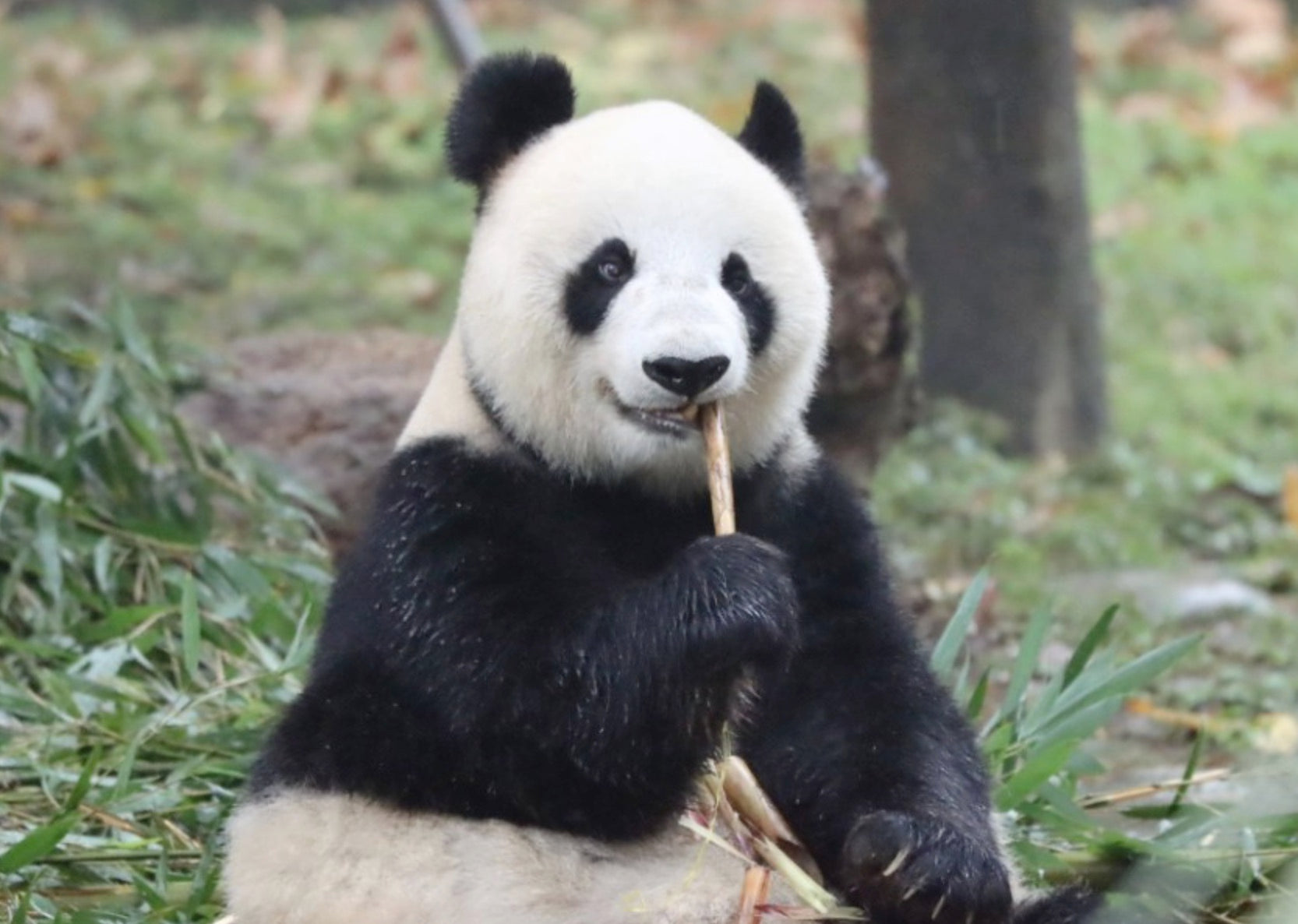 Yingying: A Wild Heart in Captivity - The Story of Panda