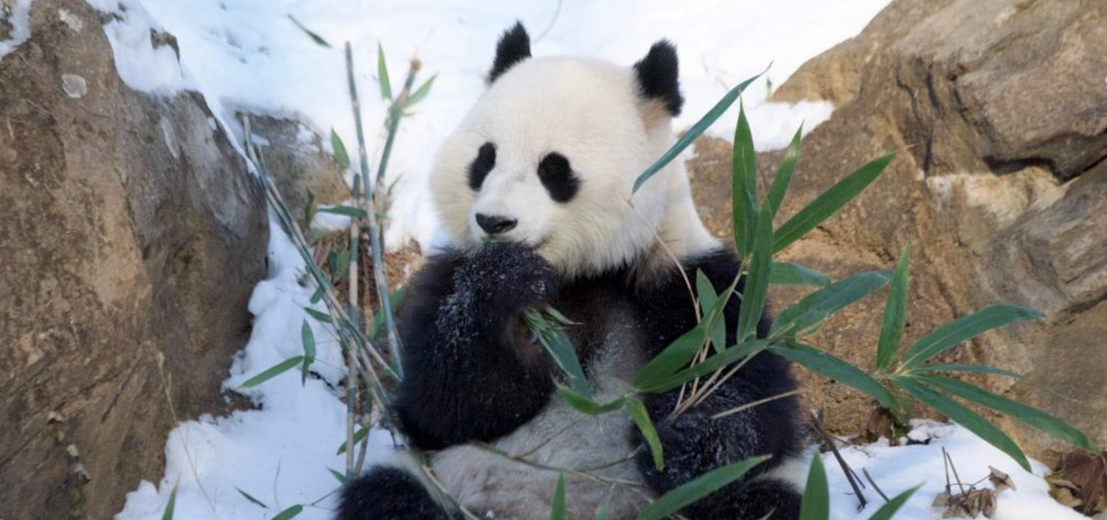 Pandas Bao Li and Qing Bao Prepare for Their Public Debut in the US