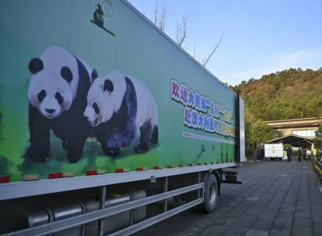 Panda Xingqiu and Yilan arrival at Australia