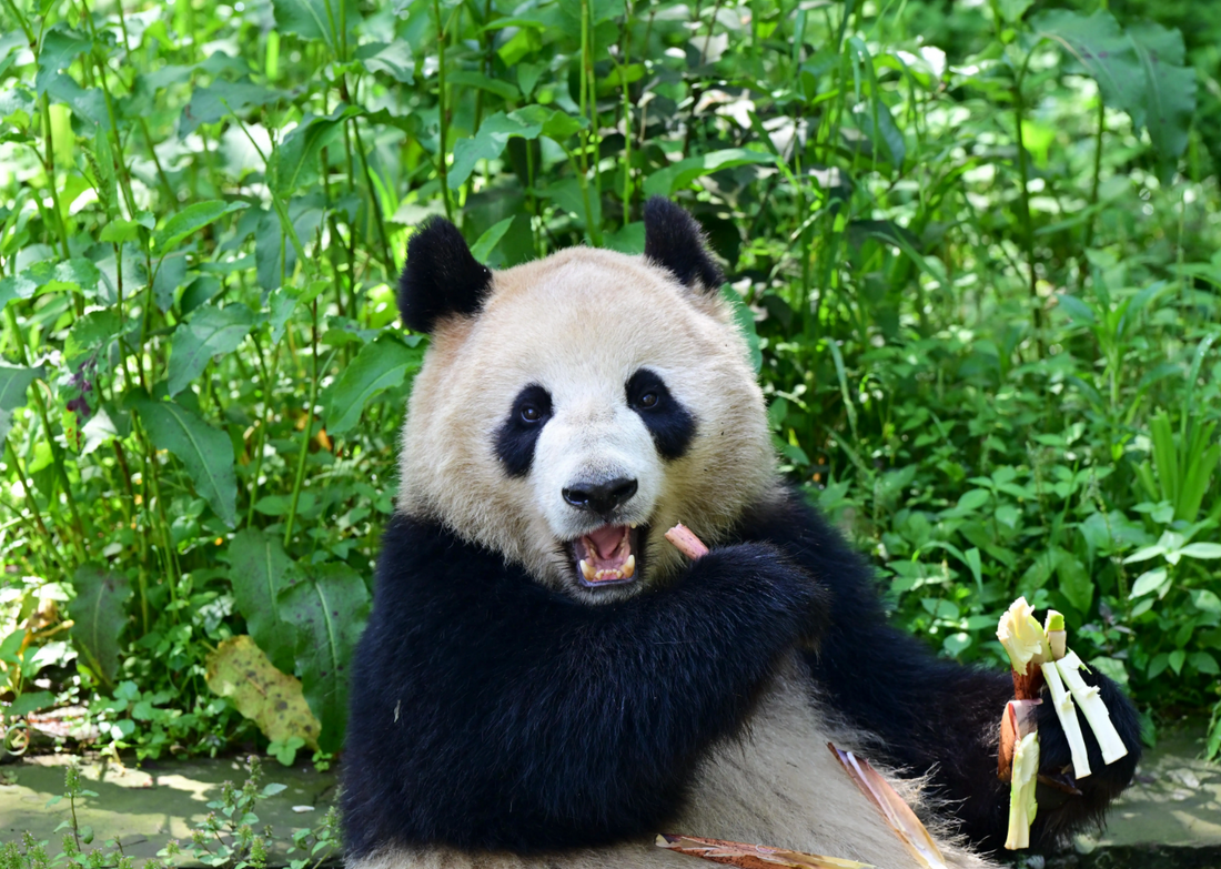 On June 26, 2024, Panda Xinbao and Yunchuan set off for the San Diego Zoo in the United States, starting a 10-year sojourn. 