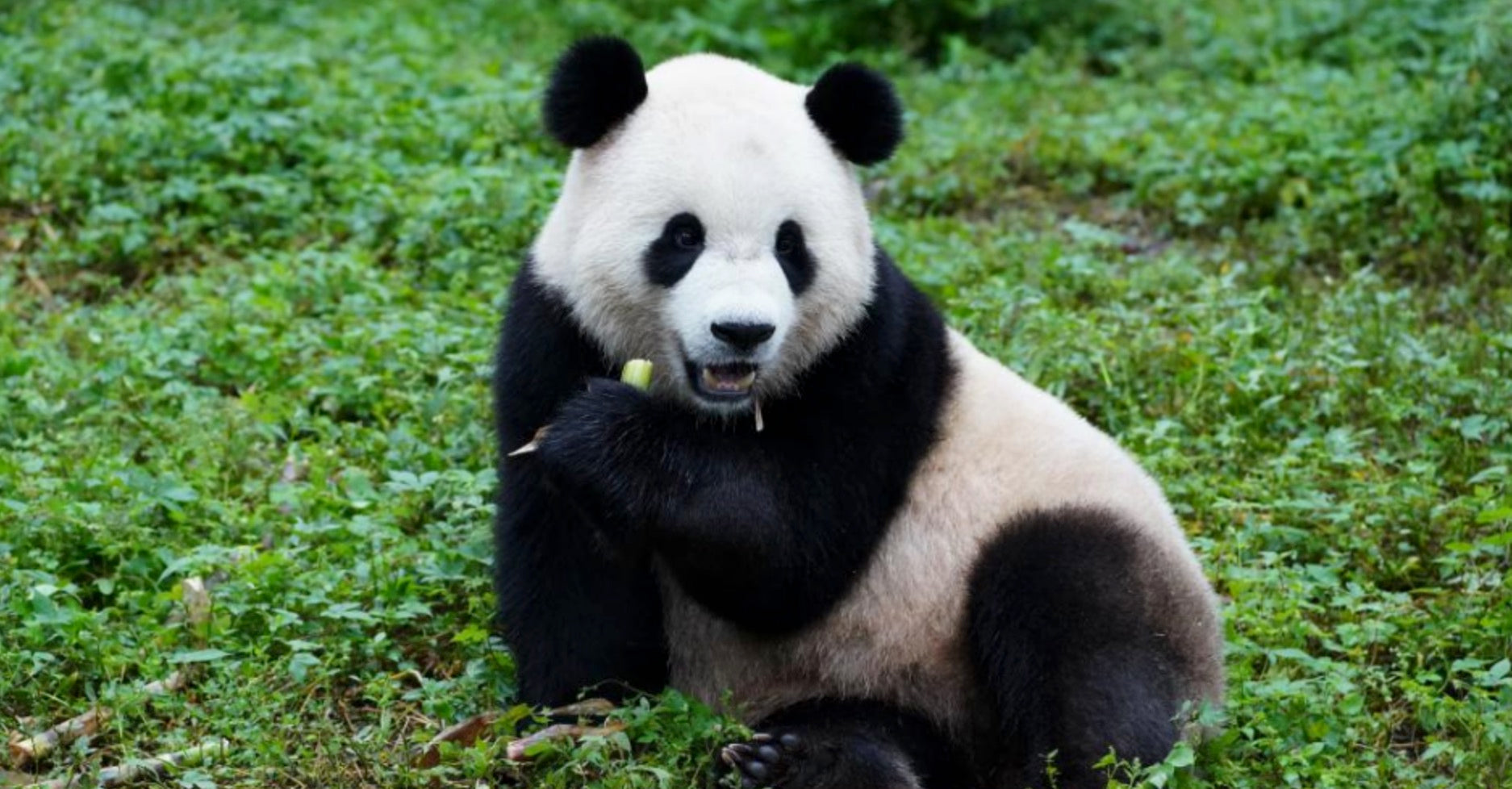 Panda Bao Li: A Journey to the National Zoo in Washington D.C