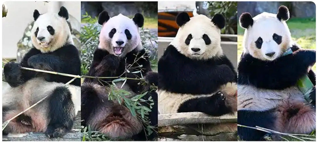 A Fond Farewell: Wakayama’s Four Giant Pandas Set to Return to China in June 2025