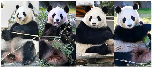A Fond Farewell: Wakayama’s Four Giant Pandas Set to Return to China in June 2025