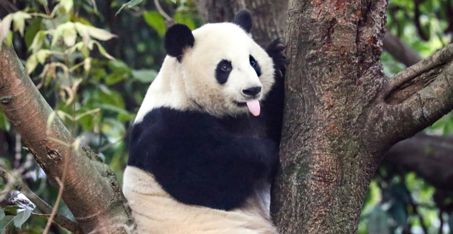 Meet Mei Huan: The Beloved Panda with a Transcontinental Story