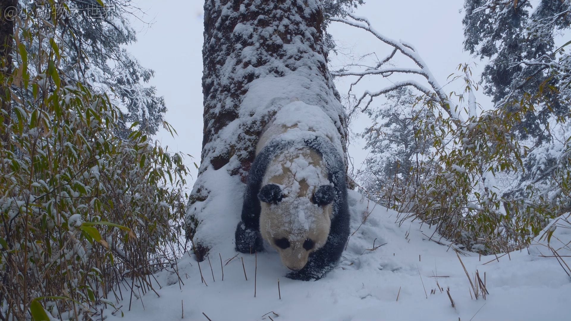 Life in the Wild: An Insight into the Habits of Giant Pandas