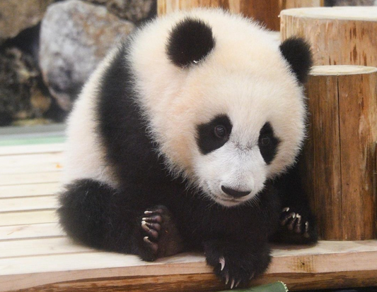 The Story of Panda Fuhin, the Charming Panda Born in Japan