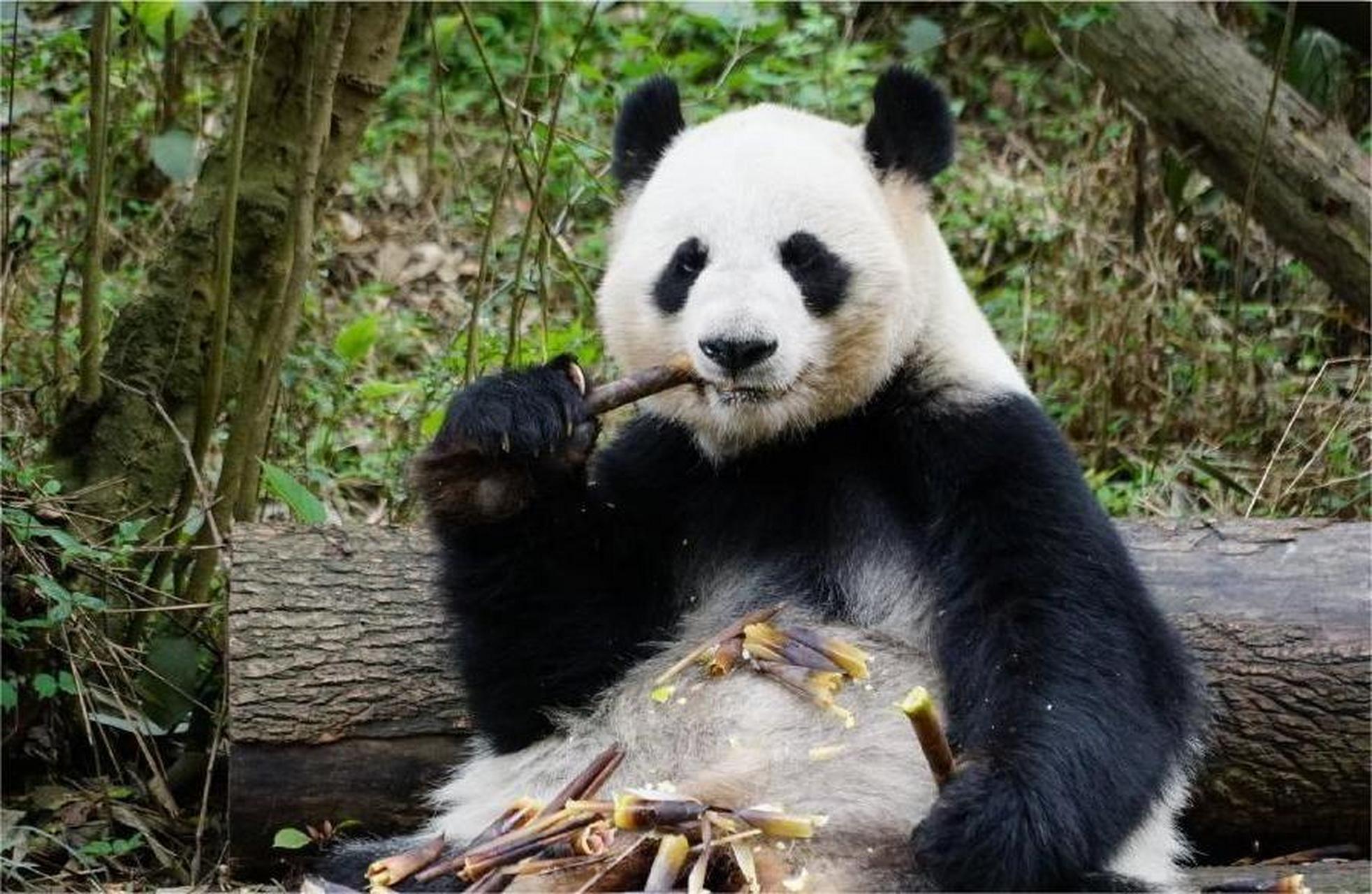 Panda Xingya -Panda Design