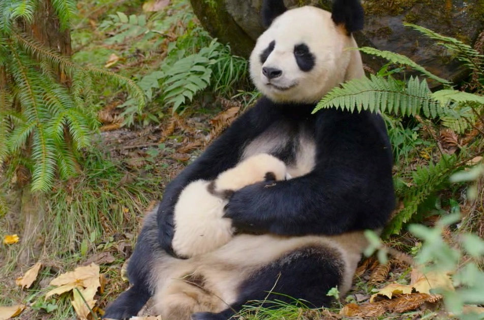 Liquid Gold: The Survival Secret in Panda Breast Milk