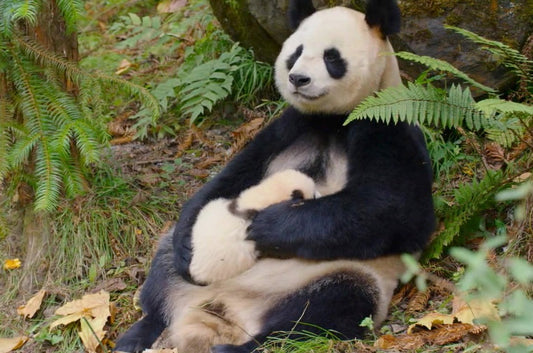 Liquid Gold: The Survival Secret in Panda Breast Milk