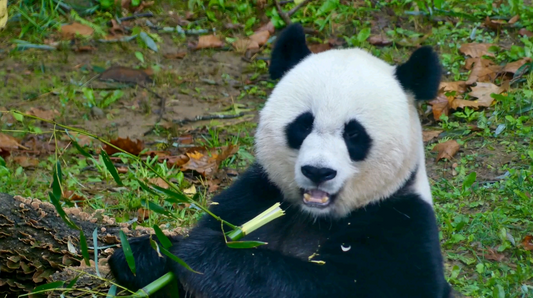 Meixiang, the giant panda, will end her 23 year career in the United States on November 8, 2023 and return to Dujiangyan Irrigation Project Base for retirement