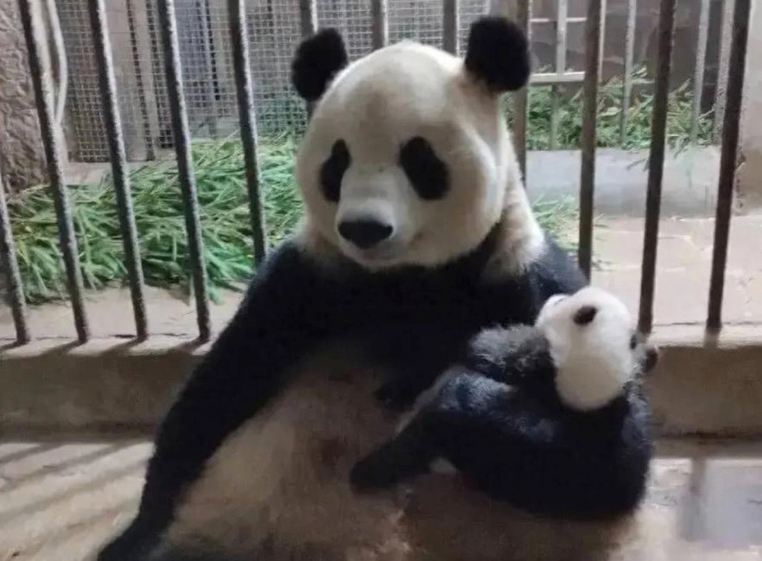 Meet Lanxiang: The Beloved Giant Panda Raising Twins Against All Odds