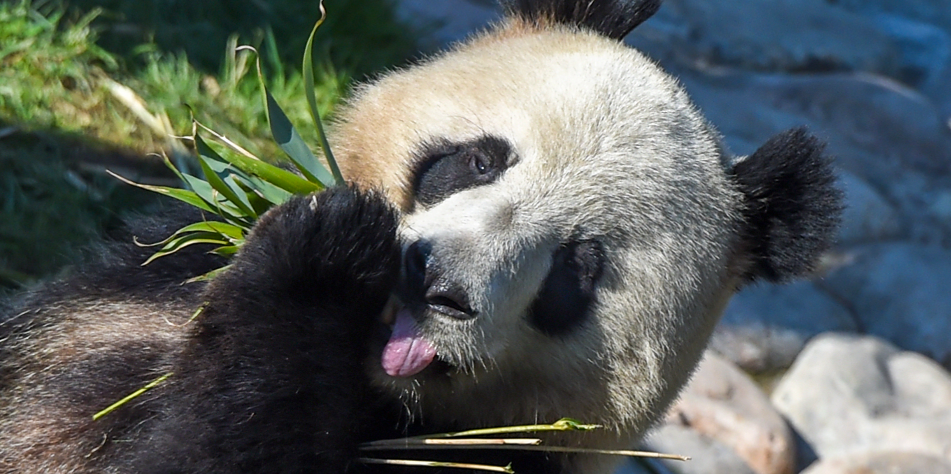 Panda Xing Er-Panda Design