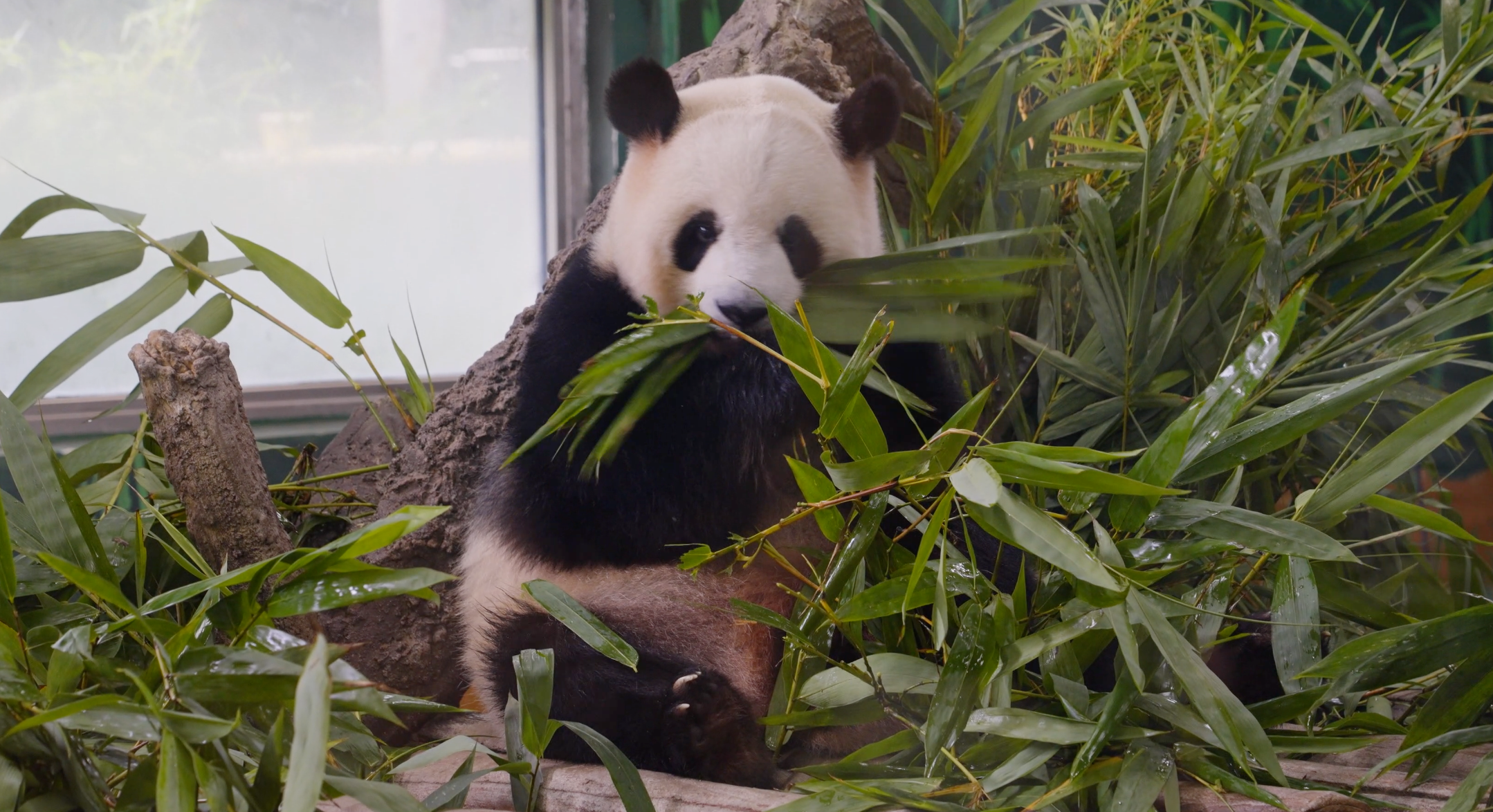 Mysterious Habitats of Giant Pandas
