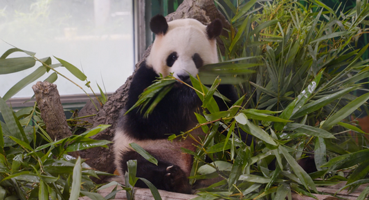 Mysterious Habitats of Giant Pandas