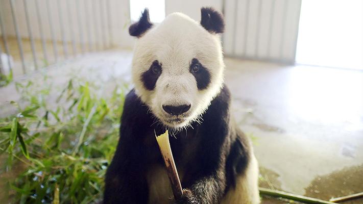 Pan Pan: The Grandfather of Pandas Whose Legacy Lives On