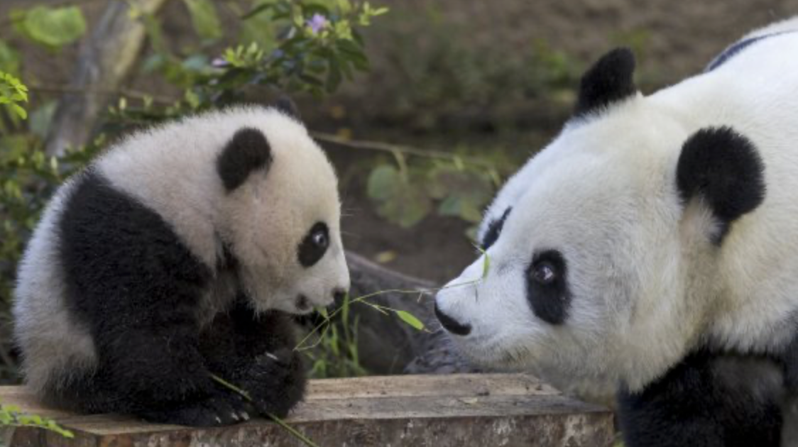 The story of the panda Baiyun
