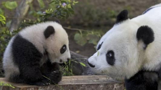 The story of the panda Baiyun