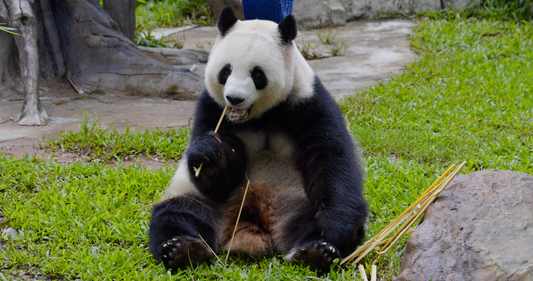 Why Do Panda Eat Bamboo?