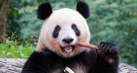 The Story About Panda Xiangxiang