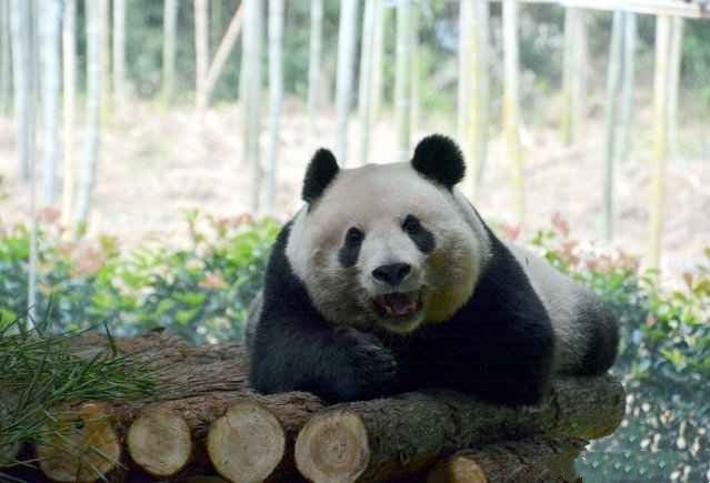 Meet Mei Sheng: The Beloved Panda Born in the U.S.