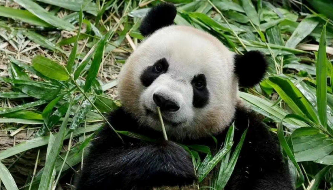 Le Le, Singapore's First Locally Born Panda