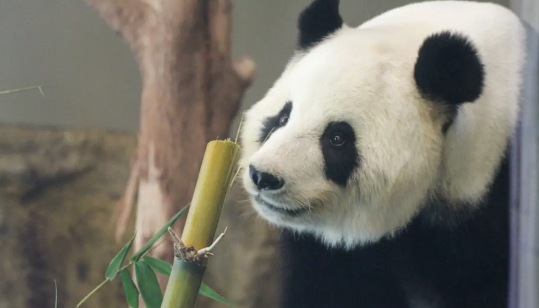 Welcome Back, Wang Wang and Fu Ni: Australia's Beloved Pandas Return Home