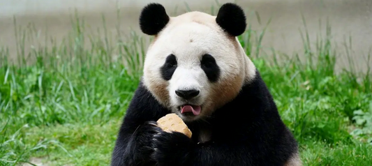 The Story About Panda Fubao