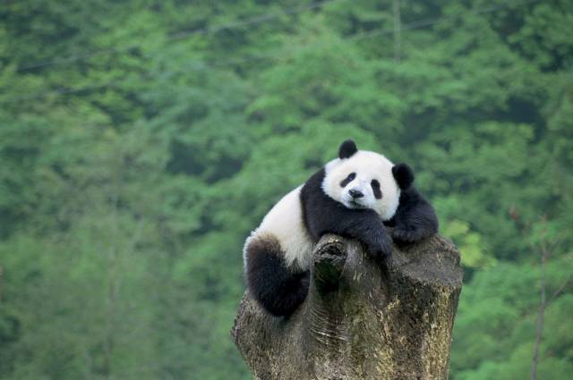 Why Are Giant Pandas Endangered?