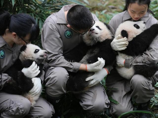 Conserving the Charismatic Giant: The Importance of Protecting the Panda