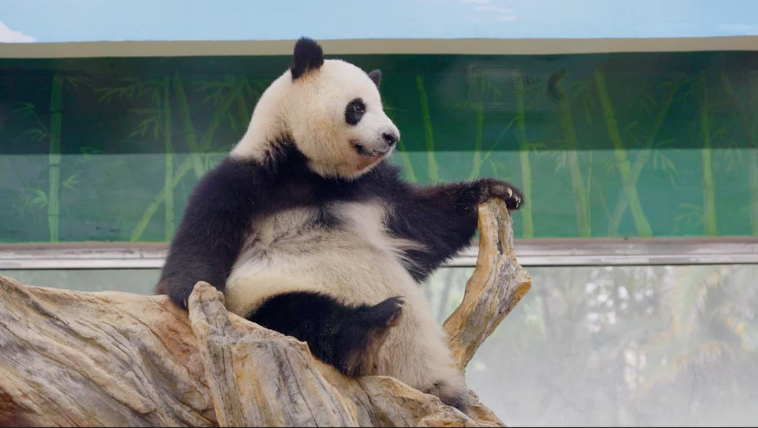 Peeking into Panda World of Vision and Communication-Panda Design